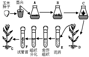 玉米育種的基礎(chǔ)知識(shí)
