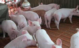 種豬育種基礎(chǔ)知識(shí)