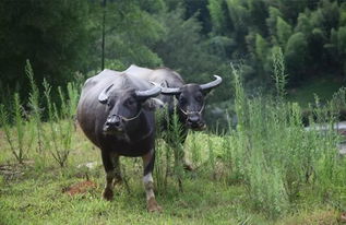 音樂(lè)基礎(chǔ)知識(shí)水牛