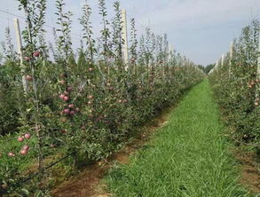 果園種植基礎(chǔ)知識