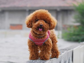 泰迪狗怎么養(yǎng)基礎(chǔ)知識(shí),成年泰迪怎么養(yǎng)基礎(chǔ)知識(shí),黑色泰迪怎么養(yǎng)基礎(chǔ)知識(shí)