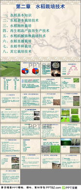 水稻基礎(chǔ)知識測試題
