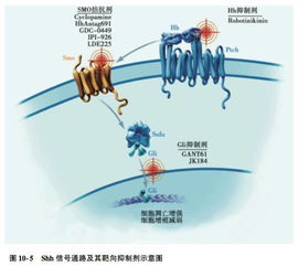 細(xì)胞信號(hào)通路基礎(chǔ)知識(shí)