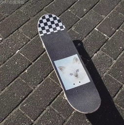 滑板基礎(chǔ)知識(shí)輪子