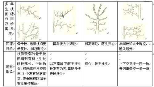 果樹修剪技術(shù)基礎(chǔ)知識(shí)